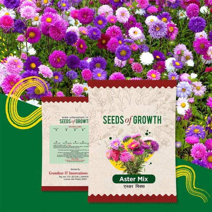 Aster Mix Seeds